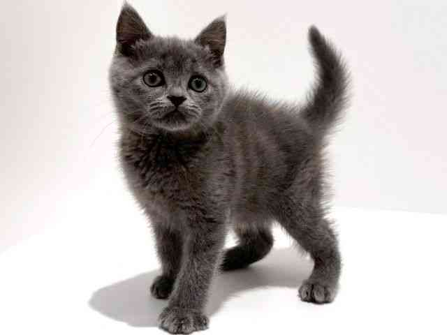 大阪府のマンチカン (ひごペットフレンドリーイオン高槻店/2025年12月8日生まれ/女の子/ブルー)の子猫の2枚目の画像