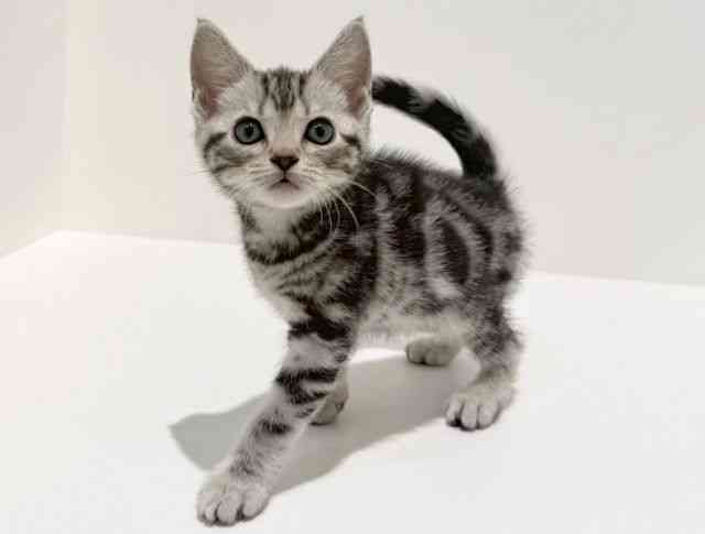 大阪府のアメリカンショートヘアー (ひごペットフレンドリーイオン高槻店/2025年12月20日生まれ/女の子/シルバータビー)の子猫の2枚目の画像