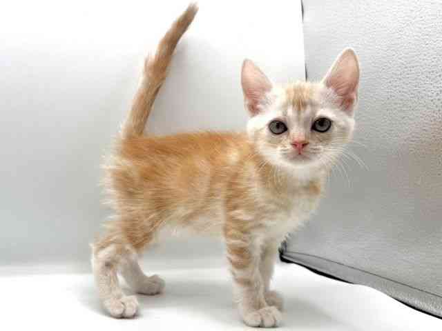 愛知県のアメリカンショートヘアー (ひごペットフレンドリープライムツリー赤池店/2025年12月20日生まれ/男の子/レッドタビー)の子猫の2枚目の画像