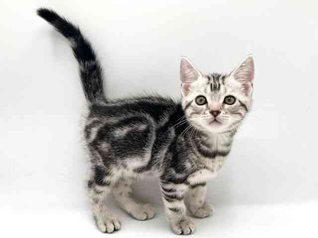 京都府のアメリカンショートヘアー (ひごペットフレンドリーイオンモール高の原店/2025年12月20日生まれ/男の子/シルバータビー)の子猫の2枚目の画像