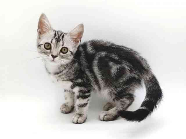 大阪府のアメリカンショートヘアー (ひごペットフレンドリー泉ヶ丘店/2025年12月20日生まれ/女の子/シルバータビー)の子猫の2枚目の画像