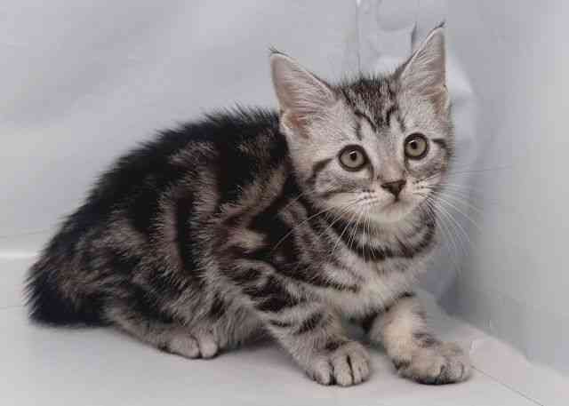 鳥取県のアメリカンショートヘアー (ひごペットフレンドリーイオンモール鳥取北店/2025年12月21日生まれ/男の子/シルバータビー)の子猫の2枚目の画像