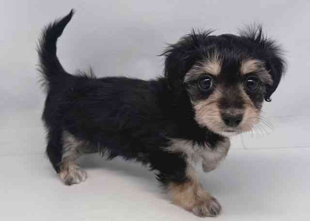 鳥取県のマルックス(マルチーズ×ダックス) (ひごペットフレンドリーイオンモール鳥取北店/2025年12月22日生まれ/女の子/ブラックホワイト)の子犬の2枚目の画像