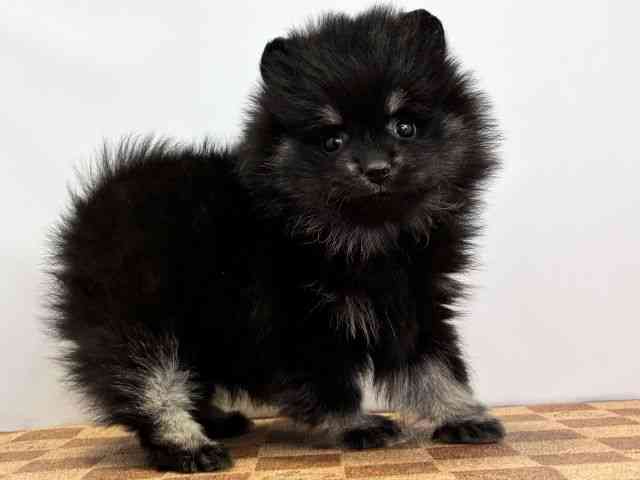 愛媛県のポメラニアン (ひごペットフレンドリーエミフルMASAKI店/2025年12月20日生まれ/女の子/ブラックタン)の子犬の2枚目の画像