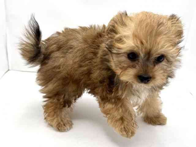 兵庫県のチワプー/プーチー(チワワ×プードル) (ひごペットフレンドリークラウンパーク伊丹店/2025年12月20日生まれ/男の子/レッド)の子犬の2枚目の画像