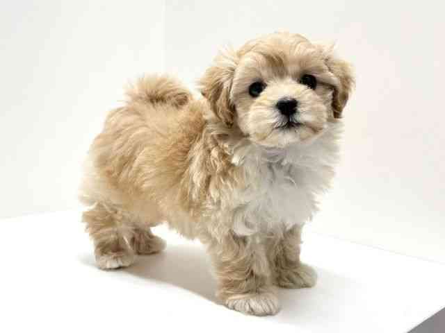 愛知県のマルプー(マルチーズ×プードル) (ひごペットフレンドリーららぽーと名古屋みなとアクルス店/2025年12月21日生まれ/女の子/クリーム)の子犬の2枚目の画像