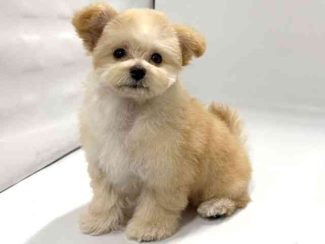 京都府のマルプー(マルチーズ×プードル) (ひごペットフレンドリー京都店/2025年12月21日生まれ/女の子/クリーム)の子犬の2枚目の画像