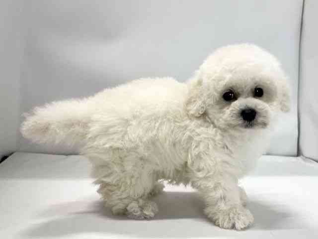 愛媛県のトイプードル(トイ) (ひごペットフレンドリーイオンモール今治新都市店/2025年12月18日生まれ/男の子/ホワイト)の子犬の2枚目の画像