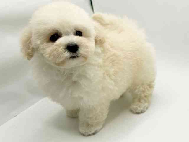 大阪府のトイプードル(トイ) (ひごペットフレンドリーみのおキューズモール店/2025年12月18日生まれ/男の子/ホワイト)の子犬の2枚目の画像