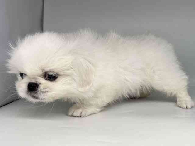 徳島県のペキニーズ (ひごペットフレンドリーゆめタウン徳島店/2025年12月21日生まれ/男の子/クリーム)の子犬の2枚目の画像