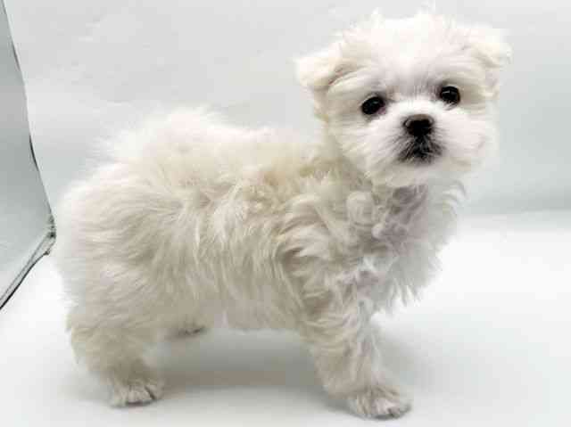 奈良県のポメマル/マルポメ(ポメラニアン×マルチーズ) (ひごペットフレンドリートナリエ大和高田店/2025年12月19日生まれ/女の子/クリーム)の子犬の2枚目の画像