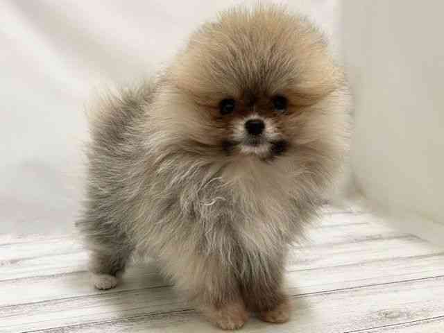 和歌山県のポメラニアン (ひごペットフレンドリーパームシティ和歌山店/2025年12月5日生まれ/男の子/ウルフセーブル)の子犬の2枚目の画像