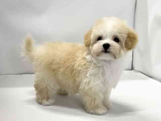 愛媛県のマルプー(マルチーズ×プードル) (ひごペットフレンドリーイオンモール今治新都市店/2025年12月20日生まれ/男の子/クリーム)の子犬の2枚目の画像