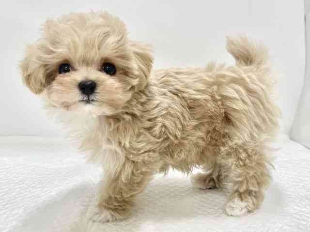 高知県のマルプー(マルチーズ×プードル) (ひごペットフレンドリーイオンモール高知店/2025年12月20日生まれ/男の子/クリーム)の子犬の2枚目の画像