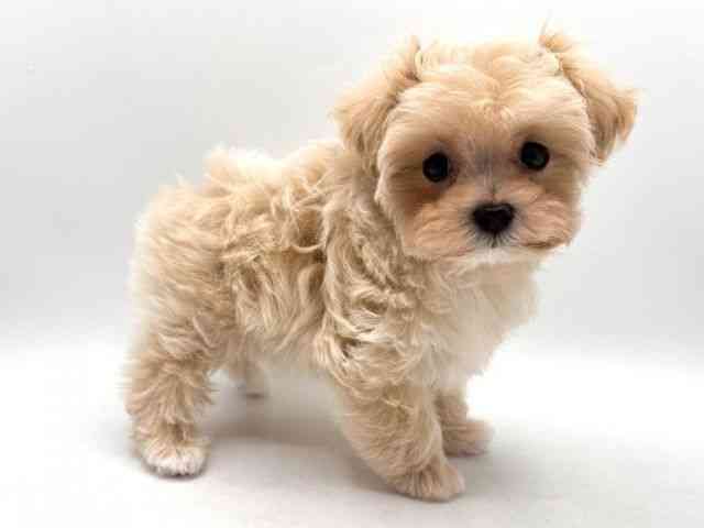 奈良県のマルプー(マルチーズ×プードル) (ひごペットフレンドリー田原本店/2025年12月20日生まれ/女の子/クリーム)の子犬の2枚目の画像