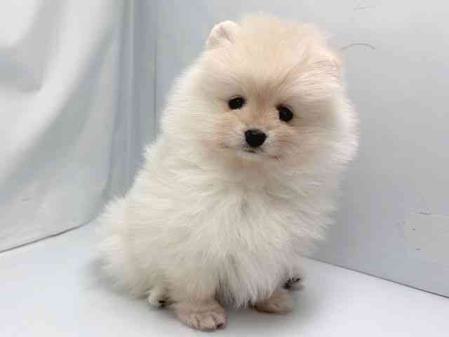 京都府のポメラニアン (ひごペットフレンドリー洛北阪急スクエア店/2025年12月20日生まれ/女の子/クリーム)の子犬の2枚目の画像