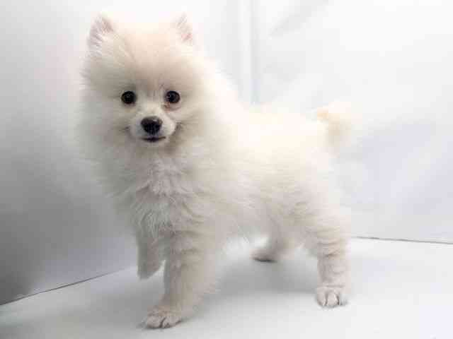 京都府のポメラニアン (ひごペットフレンドリー洛北阪急スクエア店/2025年12月20日生まれ/女の子/クリーム)の子犬の2枚目の画像