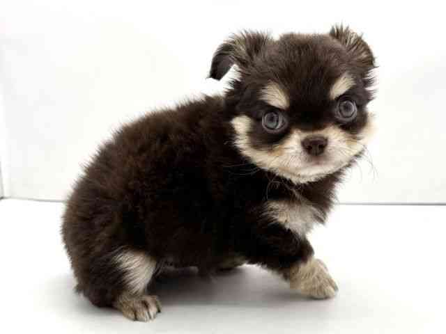 兵庫県のチワワ(ロング) (ひごペットフレンドリークラウンパーク伊丹店/2025年12月21日生まれ/男の子/チョコレートクリーム)の子犬の2枚目の画像