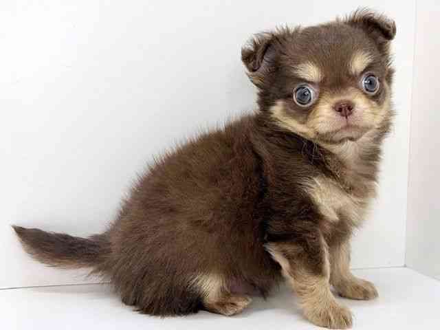 大阪府のチワワ(ロング) (ひごペットフレンドリーいこらもーる泉佐野店/2025年12月21日生まれ/男の子/チョコレートクリーム)の子犬の2枚目の画像