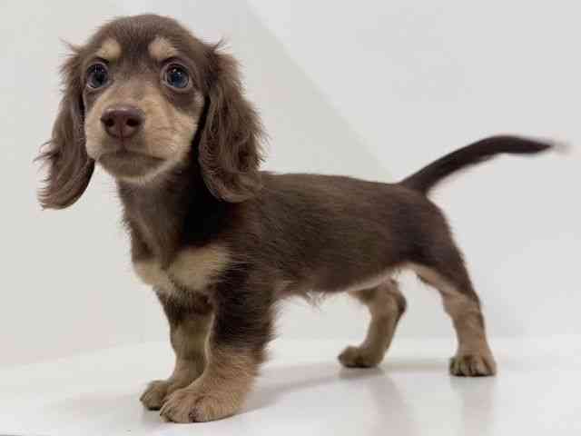 奈良県のミニチュアダックスフンド(ロング) (ひごペットフレンドリーイオンモール橿原ウエスト・ビレッジ店/2025年12月20日生まれ/女の子/チョコレートタン)の子犬の2枚目の画像