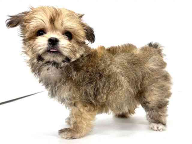 大阪府のチワマル/マルチワ(チワワ×マルチーズ) (ひごペットフレンドリーイオンタウン茨木太田店/2025年12月21日生まれ/女の子/レッド)の子犬の2枚目の画像