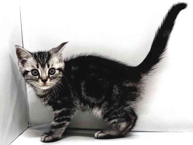 奈良県のアメリカンショートヘアー (ひごペットフレンドリー奈良パワーシティ店/2025年12月22日生まれ/男の子/シルバータビー)の子猫の2枚目の画像