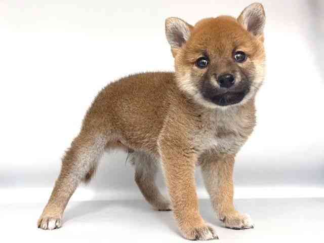 大阪府の柴犬(標準サイズ) (ひごペットフレンドリー岸和田店/2025年12月22日生まれ/男の子/赤)の子犬の2枚目の画像