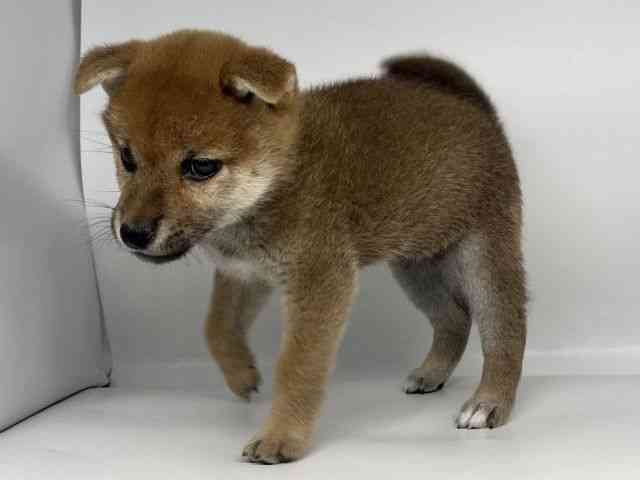 徳島県の柴犬(標準サイズ) (ひごペットフレンドリーゆめタウン徳島店/2025年12月22日生まれ/女の子/赤)の子犬の2枚目の画像