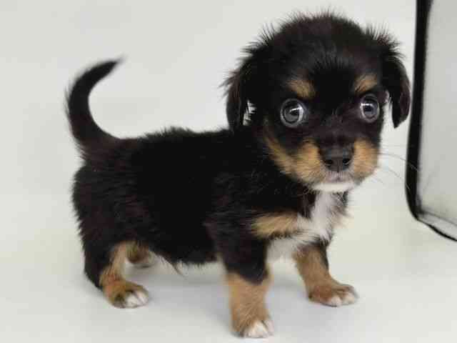 大阪府のチワックス(チワワ×ダックス) (ひごペットフレンドリー瓜破店/2025年12月21日生まれ/男の子/ブラックタンホワイト)の子犬の2枚目の画像