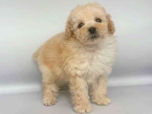 大阪府のトイプードル(トイ) (ひごペットフレンドリー岸和田店/2025年12月20日生まれ/男の子/アプリコット)の子犬の2枚目の画像