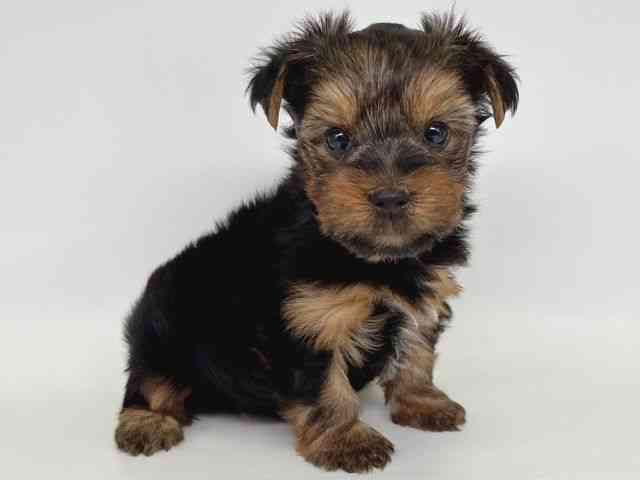 大阪府のヨークシャーテリア (ひごペットフレンドリー瓜破店/2025年12月21日生まれ/男の子/スチールブルータン)の子犬の2枚目の画像