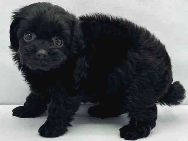 大阪府のチワプー/プーチー(チワワ×プードル) (ひごペットフレンドリーイトーヨーカドー津久野店/2025年12月20日生まれ/女の子/ブラック)の子犬の2枚目の画像