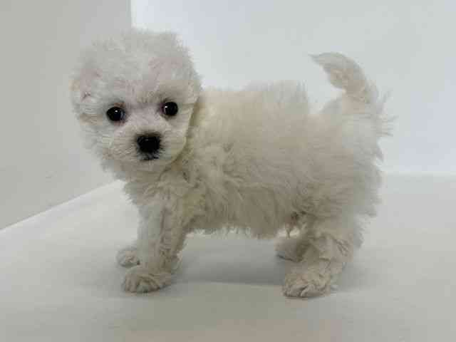 大阪府のビションフリーゼ (ひごペットフレンドリーアクロスプラザ住之江店/2025年12月19日生まれ/男の子/ホワイト)の子犬の2枚目の画像