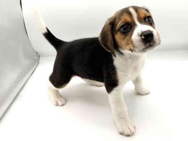 京都府のビーグル (ひごペットフレンドリーイオンモール高の原店/2025年12月21日生まれ/男の子/ブラックタンホワイト)の子犬の2枚目の画像