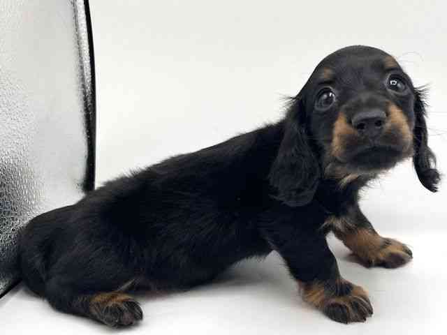 京都府のミニチュアダックスフンド(ロング) (ひごペットフレンドリーイオンモール高の原店/2025年12月21日生まれ/男の子/ブラックタン)の子犬の2枚目の画像