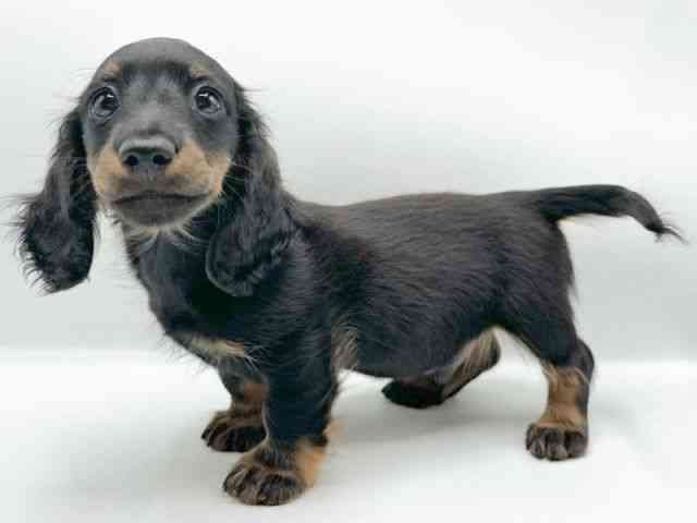 京都府のミニチュアダックスフンド(ロング) (ひごペットフレンドリーイオンモール高の原店/2025年12月21日生まれ/男の子/ブラックタン)の子犬の2枚目の画像