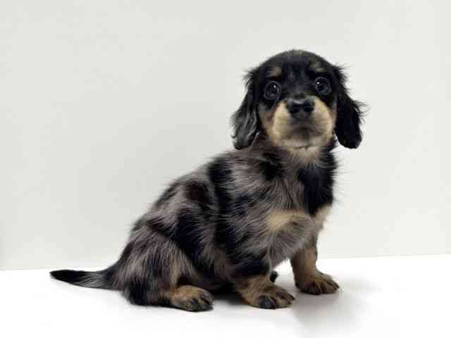 愛知県のミニチュアダックスフンド(ロング) (ひごペットフレンドリーららぽーと名古屋みなとアクルス店/2025年12月21日生まれ/女の子/シルバーダップル)の子犬の2枚目の画像