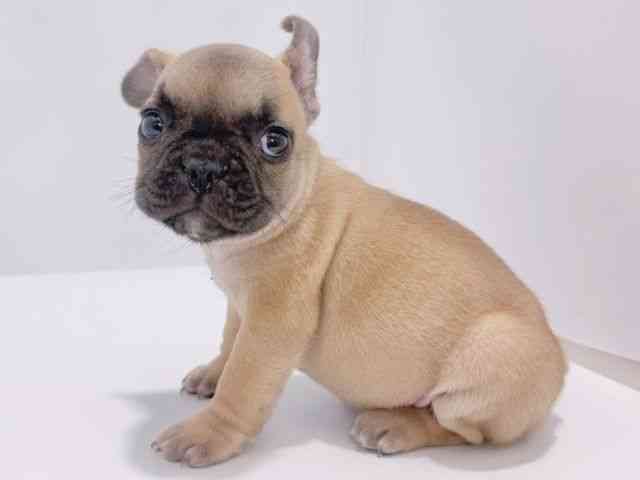 大阪府のフレンチブルドッグ (ひごペットフレンドリーイズミヤショッピングセンター千里丘店/2025年12月21日生まれ/男の子/フォーン)の子犬の2枚目の画像