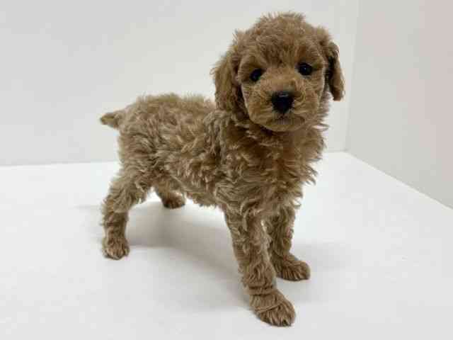 大阪府のトイプードル(トイ) (ひごペットフレンドリーくずはモール店/2025年12月21日生まれ/男の子/アプリコット)の子犬の2枚目の画像