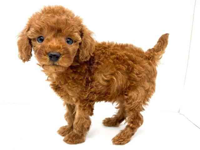 大阪府のトイプードル(トイ) (ひごペットフレンドリーイオンタウン茨木太田店/2025年12月21日生まれ/男の子/レッド)の子犬の2枚目の画像