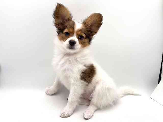 奈良県のパピヨン (ひごペットフレンドリー田原本店/2025年12月21日生まれ/女の子/ホワイトブラウン)の子犬の2枚目の画像