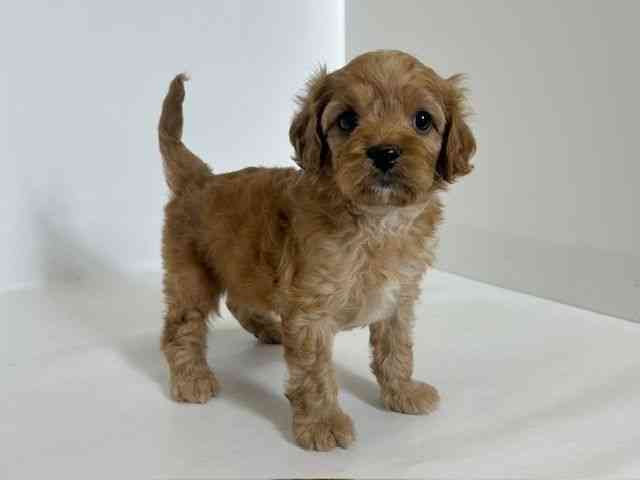 大阪府のキャバプー(キャバリア×プードル) (ひごペットフレンドリーアクロスプラザ住之江店/2025年12月21日生まれ/男の子/アプリコットホワイト)の子犬の2枚目の画像