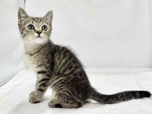 高知県のマンチカン (ひごペットフレンドリーイオンモール高知店/2025年12月23日生まれ/男の子/ブラウンタビー)の子猫の2枚目の画像