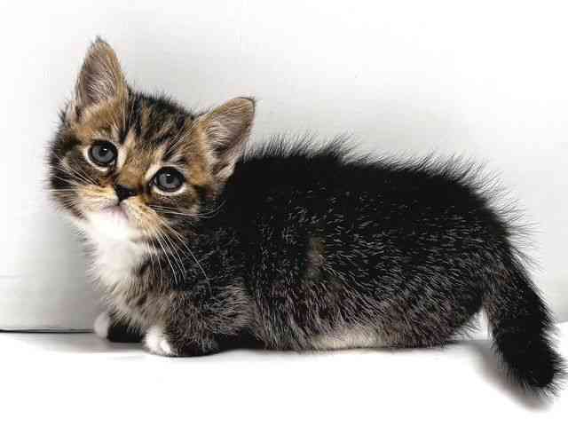 奈良県のマンチカン (ひごペットフレンドリー奈良パワーシティ店/2025年12月23日生まれ/男の子/ブラウンタビーホワイト)の子猫の2枚目の画像