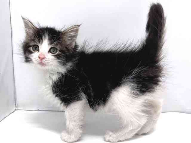 奈良県のノルウェージャンフォレストキャット (ひごペットフレンドリー奈良パワーシティ店/2025年12月23日生まれ/女の子/ブラウンタビーホワイト)の子猫の2枚目の画像