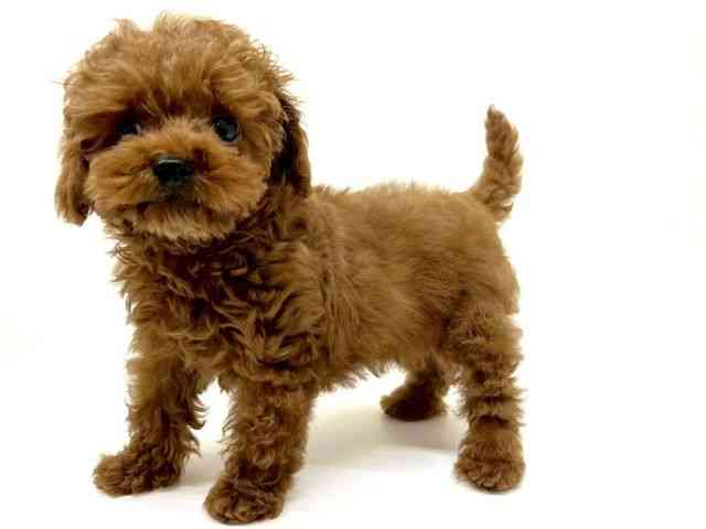 兵庫県のトイプードル(トイ) (ひごペットフレンドリーブルメールHAT神戸店/2025年12月18日生まれ/女の子/レッド)の子犬の2枚目の画像