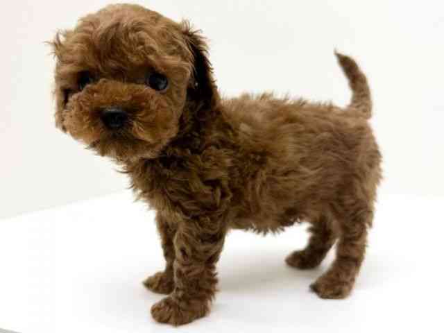 兵庫県のトイプードル(トイ) (ひごペットフレンドリーブルメールHAT神戸店/2025年12月18日生まれ/女の子/レッド)の子犬の2枚目の画像