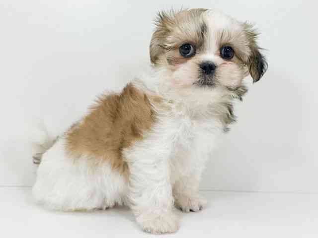 京都府のチワズー/チワシーズ(チワワ×シーズー) (ひごペットフレンドリーイズミヤショッピングセンター八幡店/2025年12月22日生まれ/男の子/ゴールドホワイト)の子犬の2枚目の画像