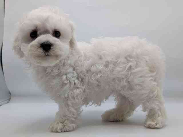 香川県のビションフリーゼ (ひごペットフレンドリーゆめタウン高松店/2025年12月22日生まれ/男の子/ホワイト)の子犬の2枚目の画像