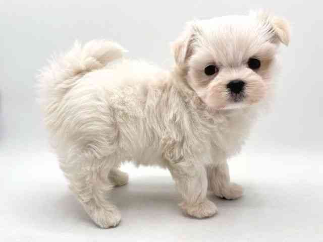 奈良県のマルチーズ (ひごペットフレンドリー田原本店/2025年12月21日生まれ/女の子/ホワイト)の子犬の2枚目の画像